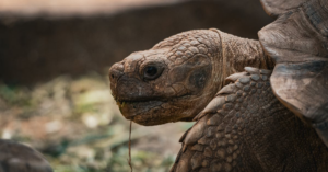 Capturing Nature at Cape Girardeau Conservation Nature Center